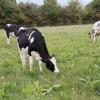 Dairy cow grazing a herbal ley